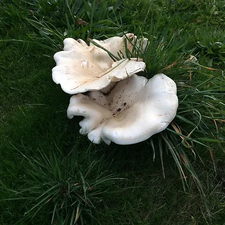 Alojamento de Acomodação e Pequeno-almoço Domaine La Reveille Dore-lʼÉglise