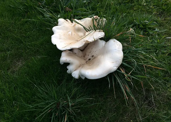 Bed & Breakfast Domaine La Reveille Dore-lʼÉglise